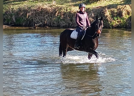 Polish sport horse, Gelding, 4 years, 16,2 hh, Brown