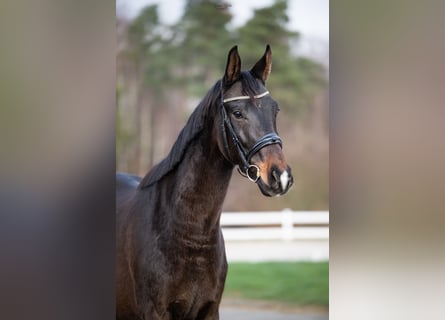 Polish sport horse, Gelding, 4 years, 16,3 hh, Brown