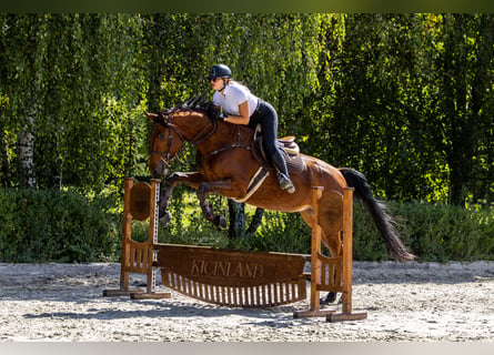 Polish sport horse, Gelding, 4 years, 17.1 hh, Brown