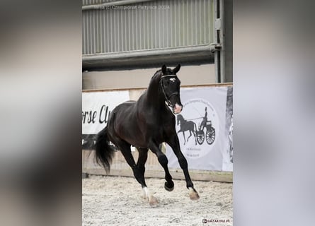 Polish sport horse, Gelding, 4 years, 17 hh, Black
