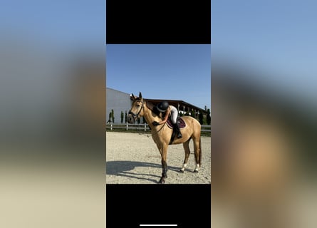 Polish sport horse, Gelding, 4 years, 17,1 hh, Buckskin