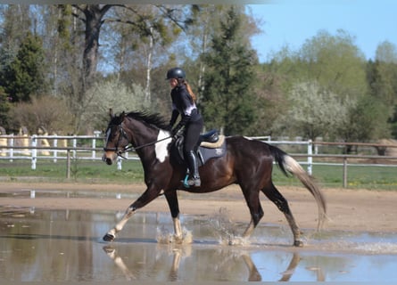 Polish sport horse, Gelding, 5 years, 16,2 hh, Pinto