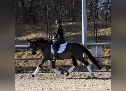 Polish sport horse, Gelding, 6 years, 15,2 hh, Smoky-Black