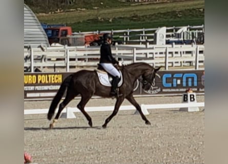 Polish sport horse, Gelding, 6 years, 15,2 hh, Smoky-Black