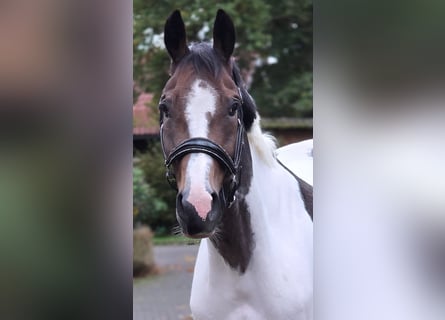 Polish sport horse, Gelding, 7 years, 15,2 hh, Pinto
