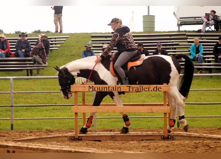 Polish sport horse, Gelding, 7 years, 16.2 hh, Pinto
