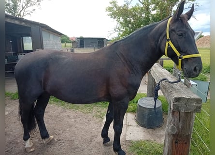 Polish sport horse, Gelding, 7 years, 16 hh, Black