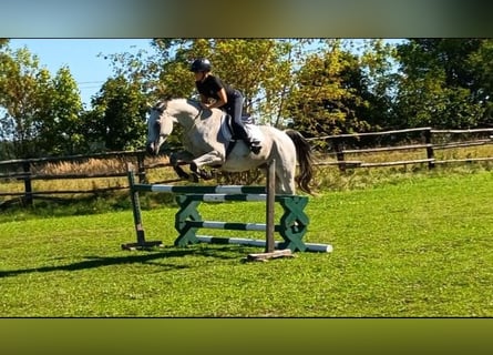 Polish sport horse, Gelding, 9 years, 15.2 hh, Grey