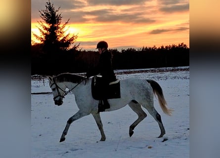 Polish sport horse, Mare, 10 years, 16 hh, Grey