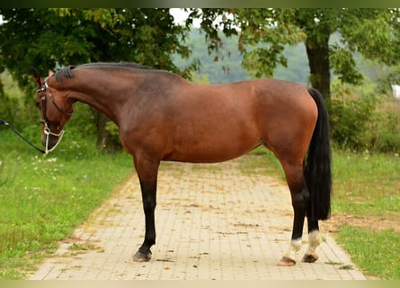 Polish sport horse, Mare, 10 years, 16,2 hh, Brown