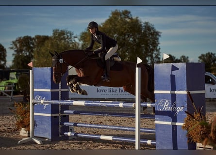 Polish sport horse, Mare, 10 years, 16,2 hh, Brown