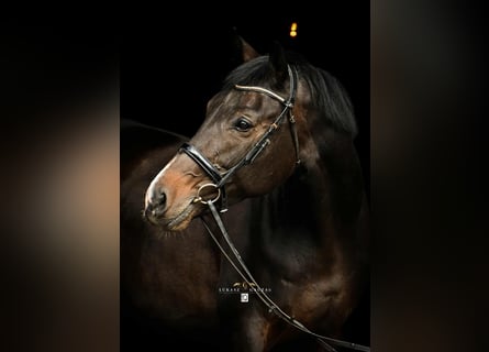 Polish sport horse Mix, Mare, 10 years, 16,3 hh, Smoky-Black