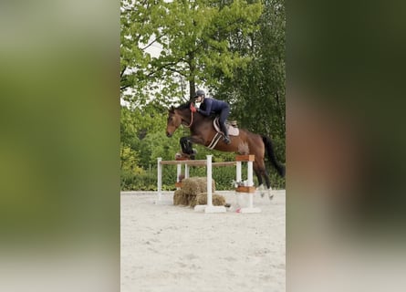 Polish sport horse, Mare, 11 years, 16.2 hh, Brown