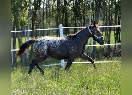 Polish sport horse, Mare, 1 year, 15.2 hh, Leopard-Piebald