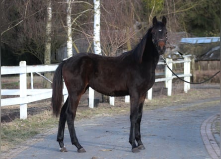 Polish sport horse, Mare, 1 year, 16.1 hh, Bay-Dark
