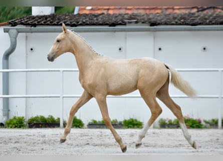 Polish sport horse, Mare, 1 year, 16.1 hh, Palomino