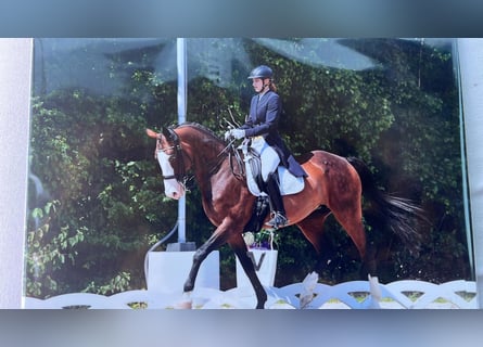 Polish sport horse, Mare, 22 years, 16.2 hh, Brown