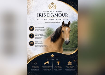 Polish sport horse, Mare, 3 years, 15.1 hh, Cremello