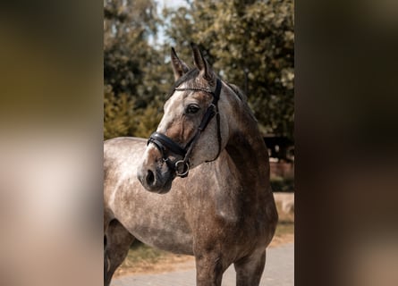 Polish sport horse, Mare, 4 years, 15.2 hh, Grey