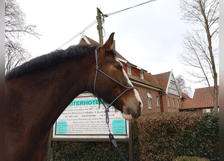 Polish sport horse, Mare, 4 years, 16.2 hh, Bay-Dark