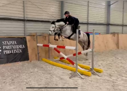 Polish sport horse, Mare, 5 years, 15,2 hh, Grey