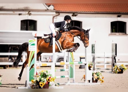 Polish sport horse, Mare, 5 years, 16.1 hh, Brown