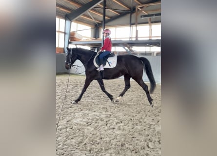 Polish sport horse, Mare, 5 years, 16 hh, Bay-Dark