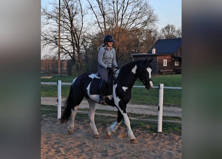 Polish sport horse, Mare, 5 years, 16 hh, Pinto