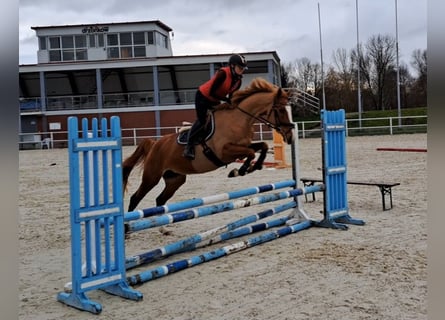 Polish sport horse, Mare, 5 years, 16,1 hh, Chestnut-Red