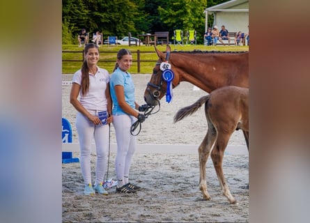 Polish sport horse, Mare, 6 years, 16 hh
