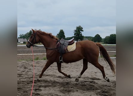 Polish sport horse, Mare, 7 years, 15,3 hh, Chestnut-Red