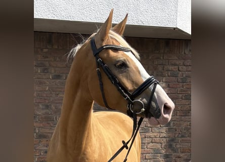 Polish sport horse, Mare, 8 years, 15.1 hh, Dun