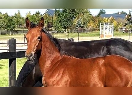 Polish sport horse, Mare, Foal (04/2025), Brown