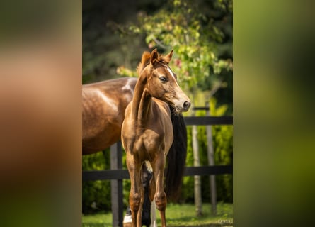 Polish sport horse, Mare, Foal (04/2025), Chestnut-Red