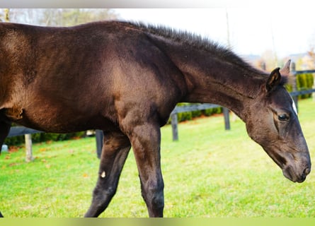 Polish sport horse, Stallion, 1 year, Black