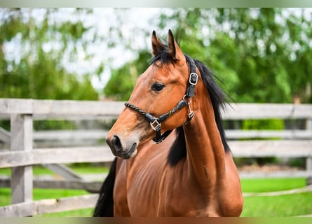 Polish sport horse, Stallion, 1 year, Brown