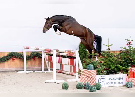 Polish sport horse, Stallion, 2 years, Bay-Dark