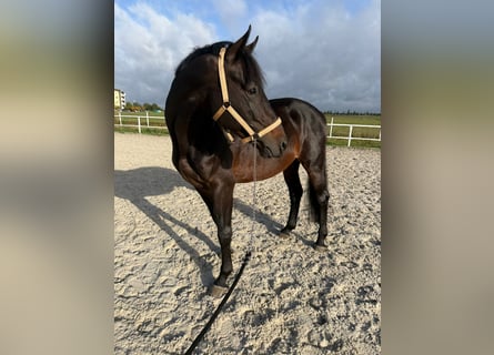 Polish sport horse, Stallion, 5 years, 17.1 hh, Brown