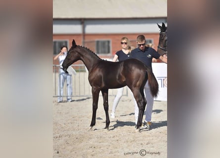 Polish sport horse, Stallion, Foal (06/2025), Black