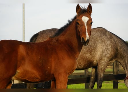 Polish sport horse, Stallion, Foal (06/2025)
