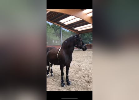 Polish Warmblood, Gelding, 13 years, 14,3 hh, Pinto