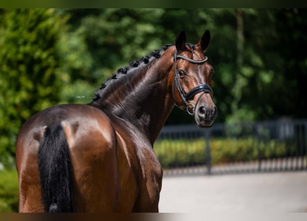 Polish Warmblood, Gelding, 15 years, 17 hh, Bay-Dark