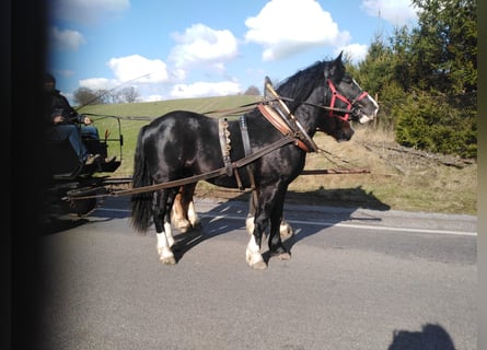 Polish Warmblood, Gelding, 4 years, 15.3 hh, Black