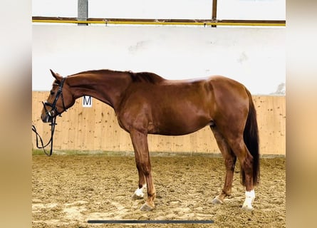 Polish Warmblood, Gelding, 4 years, 16.1 hh, Chestnut-Red