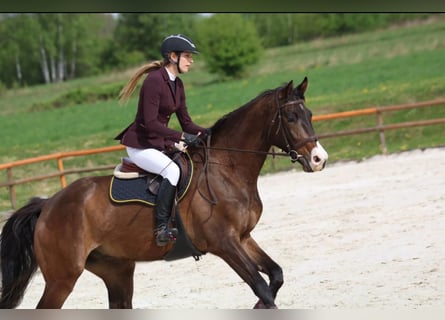 Polish Warmblood, Gelding, 4 years, 17 hh, Brown