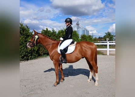 Polish Warmblood, Gelding, 5 years, 16 hh, Chestnut-Red