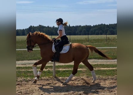 Polish Warmblood, Gelding, 5 years, 16 hh, Chestnut-Red