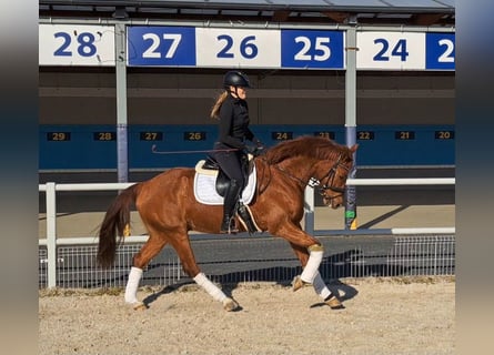 Polish Warmblood, Gelding, 7 years, 15,3 hh, Chestnut-Red