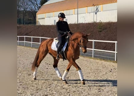 Polish Warmblood, Gelding, 7 years, 15,3 hh, Chestnut-Red