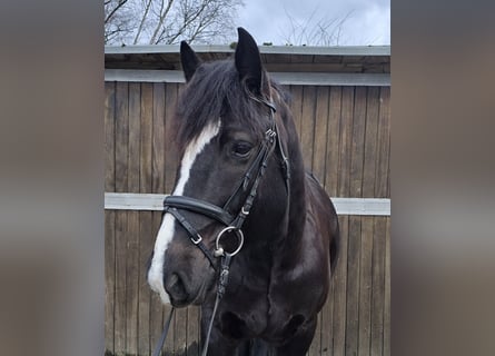 Polish Warmblood Mix, Gelding, 9 years, 15,1 hh, Black